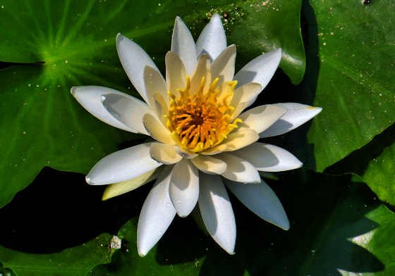 🏞️ 슈라쿠엔 정원(슈라쿠엔) 이미지 4